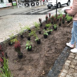 Green Home - Sadzenie roślin ozdobnych z doniczek na rabacie w przestrzeni miejskiej, widoczna kobieta z grabiami i planem nasadzeń, obok kostka brukowa i ulica.