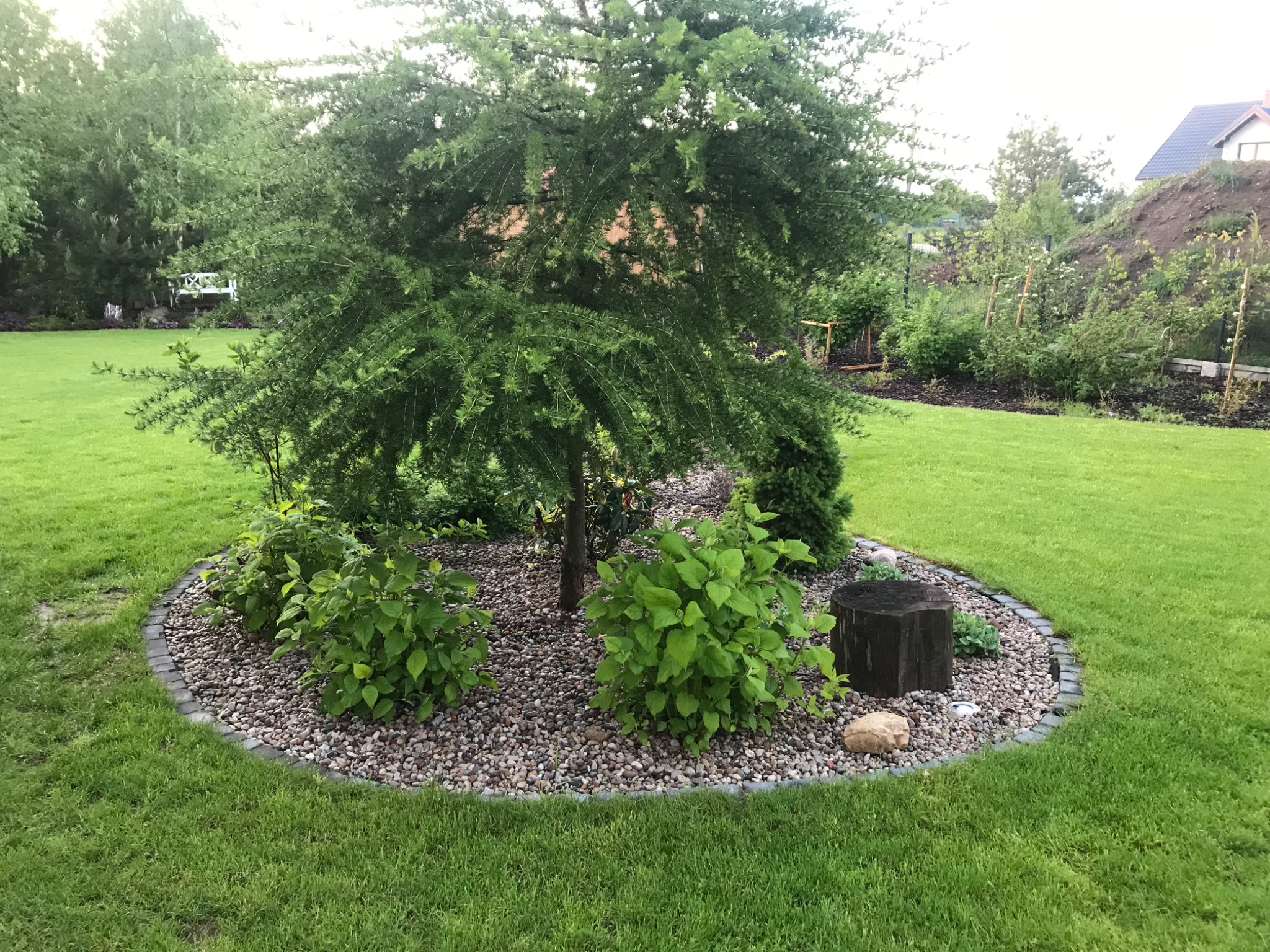 Aranżacja ogrodu z centralnie umieszczonym drzewem iglastym, otoczonym rabatą wysypaną drobnymi kamieniami, obrzeżoną kostką, z widocznym pniem drzewa użytym jako dekoracja.