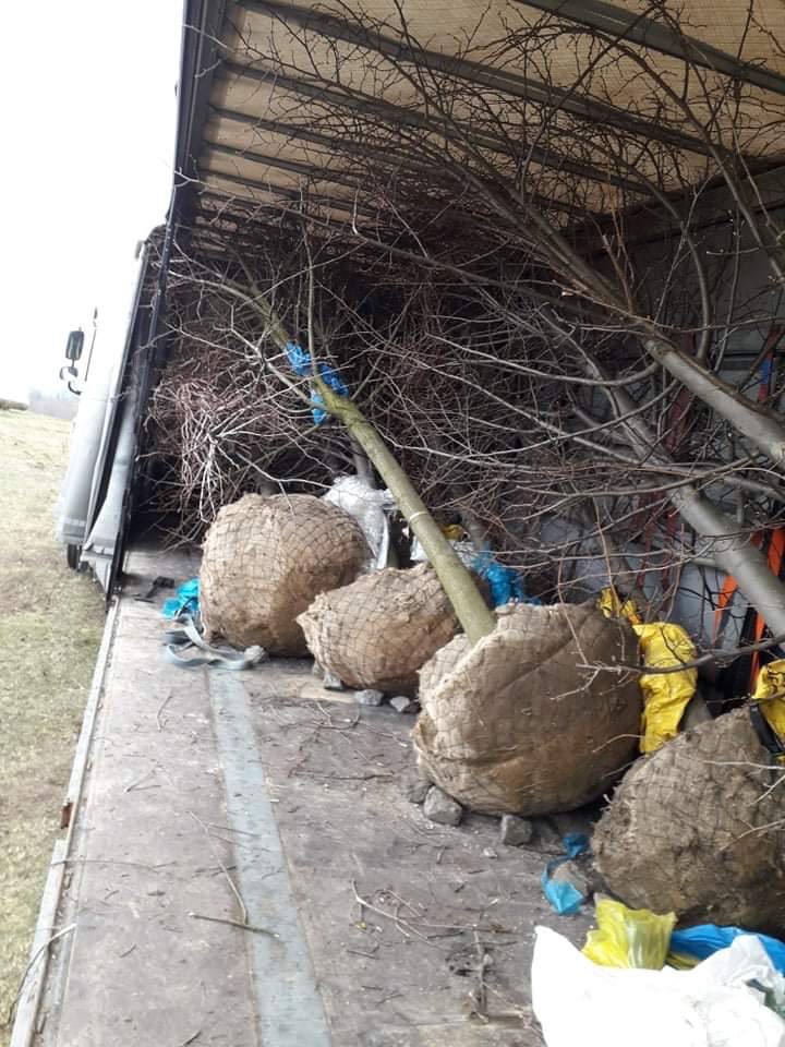 Transport drzewek owocowych z zabezpieczonymi bryłami korzeniowymi w przestrzeni ładunkowej samochodu dostawczego.