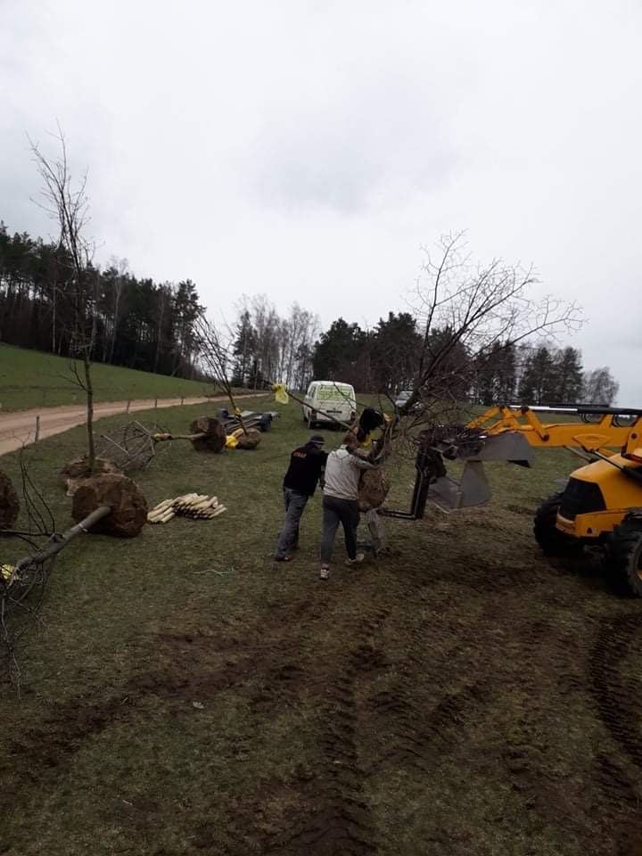 Przenoszenie drzewa z bryłą korzeniową za pomocą ładowarki teleskopowej i dwóch osób na trawiastym terenie, w tle widoczny bus i las.