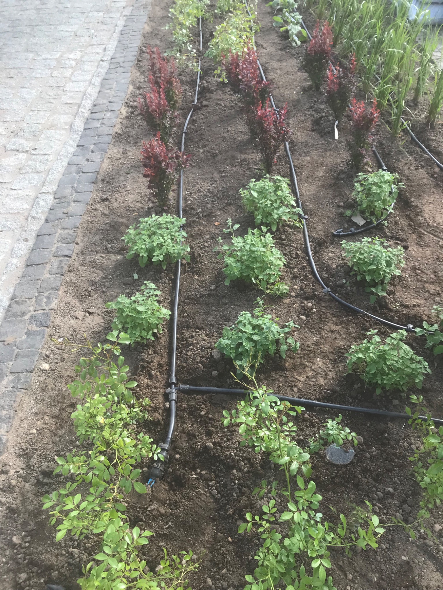 Rządki młodych roślin, krzewów i traw z zainstalowanym systemem nawadniania kropelkowego, widoczne z góry, obok kostka brukowa.