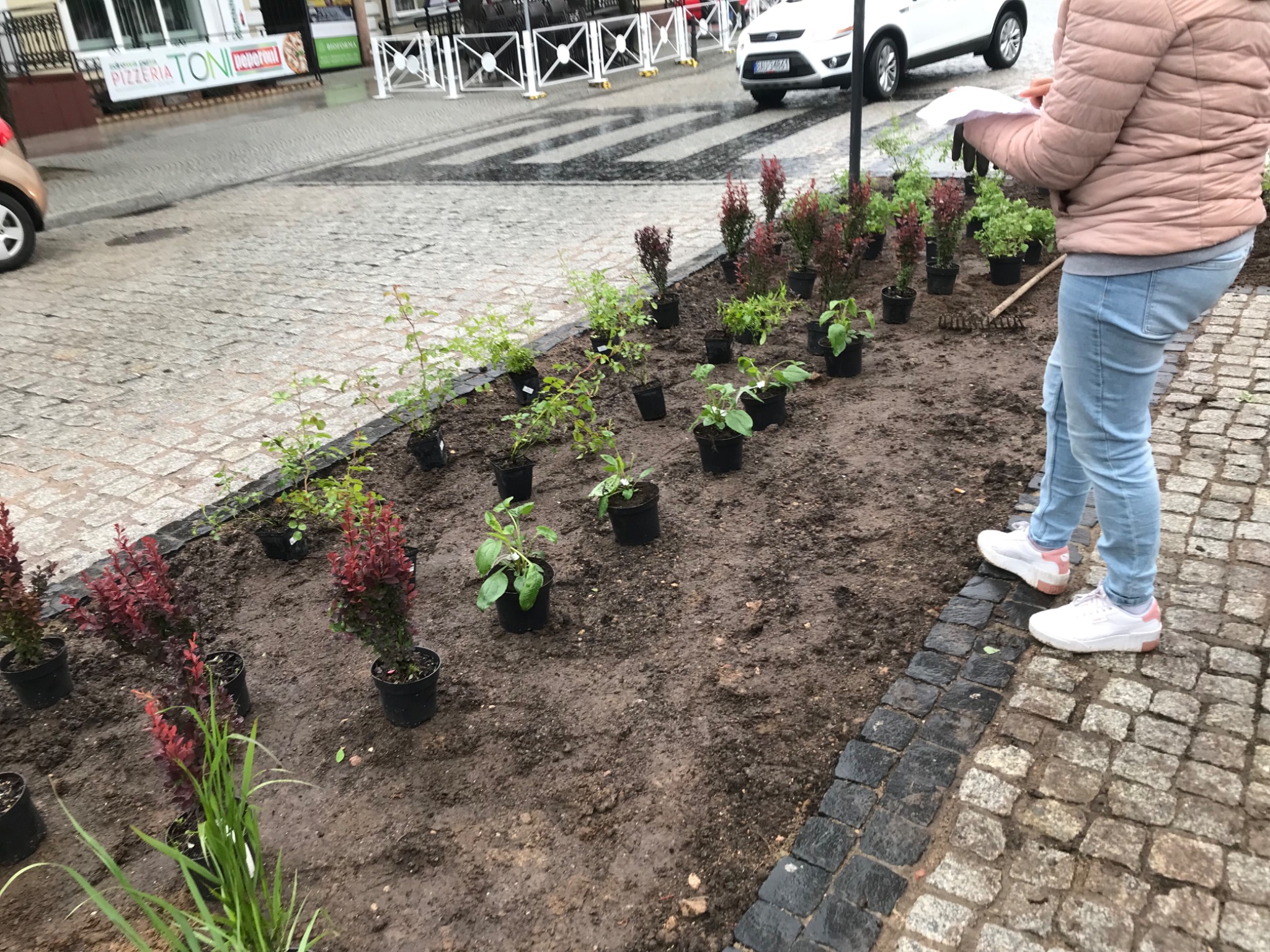 Sadzenie roślin ozdobnych z doniczek na rabacie w przestrzeni miejskiej, widoczna kobieta z grabiami i planem nasadzeń, obok kostka brukowa i ulica.