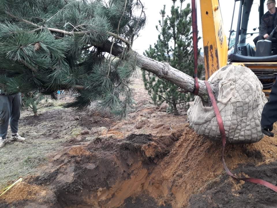 Przesadzanie dużego drzewa iglastego z bryłą korzeniową zabezpieczoną jutą, za pomocą koparki na działce z wykopanym dołem.