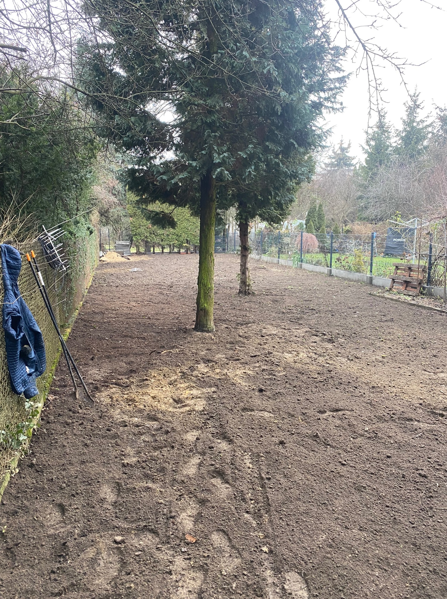 Przygotowany teren pod trawnik z widocznymi narzędziami ogrodniczymi opartymi o siatkę ogrodzeniową. Dwa drzewa na środku działki.