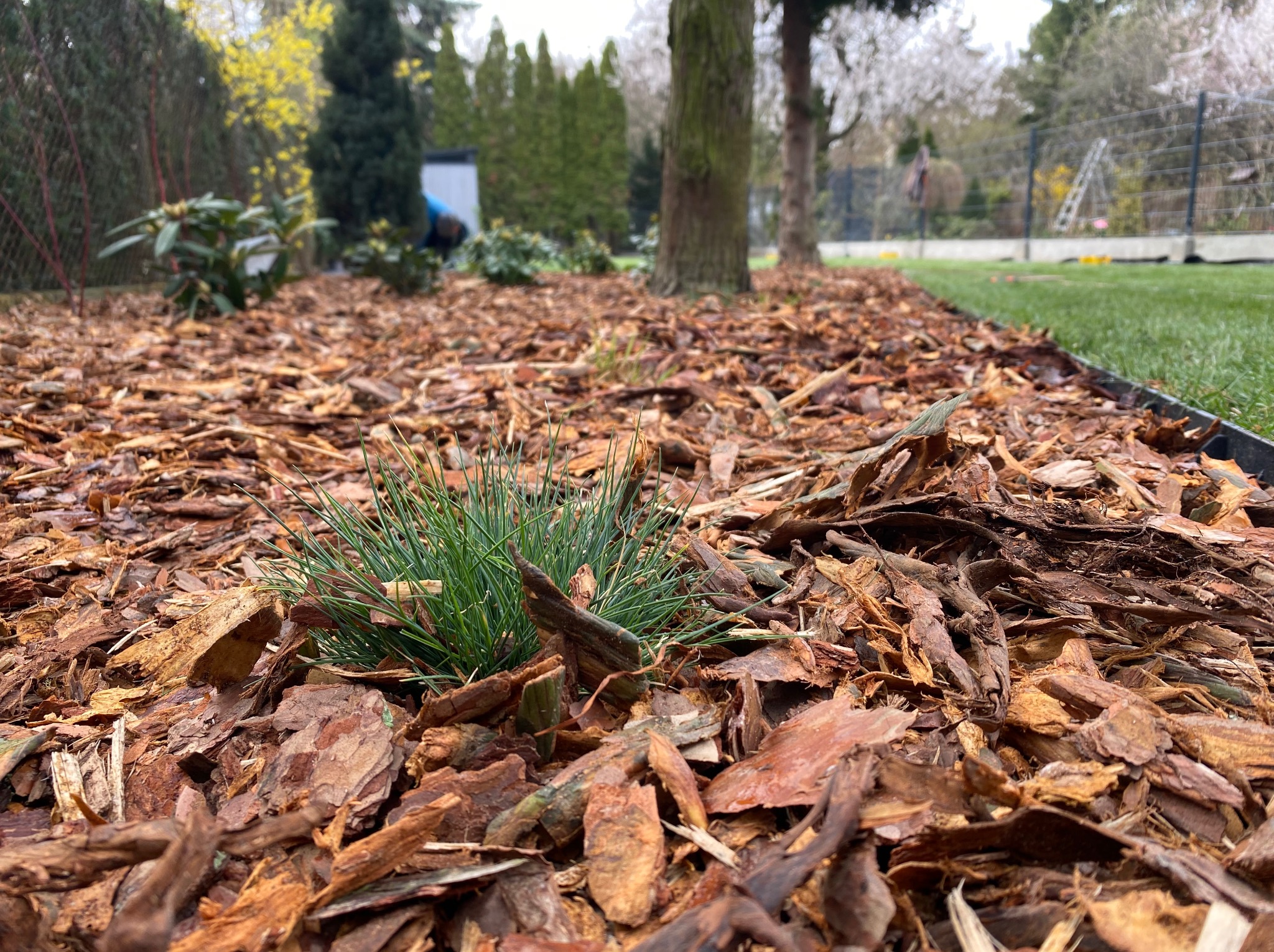 Ściółkowanie rabaty korą sosnową z bliska, z widoczną kępką trawy i fragmentem trawnika w tle. Widoczny fragment ogrodzenia i drzewa.