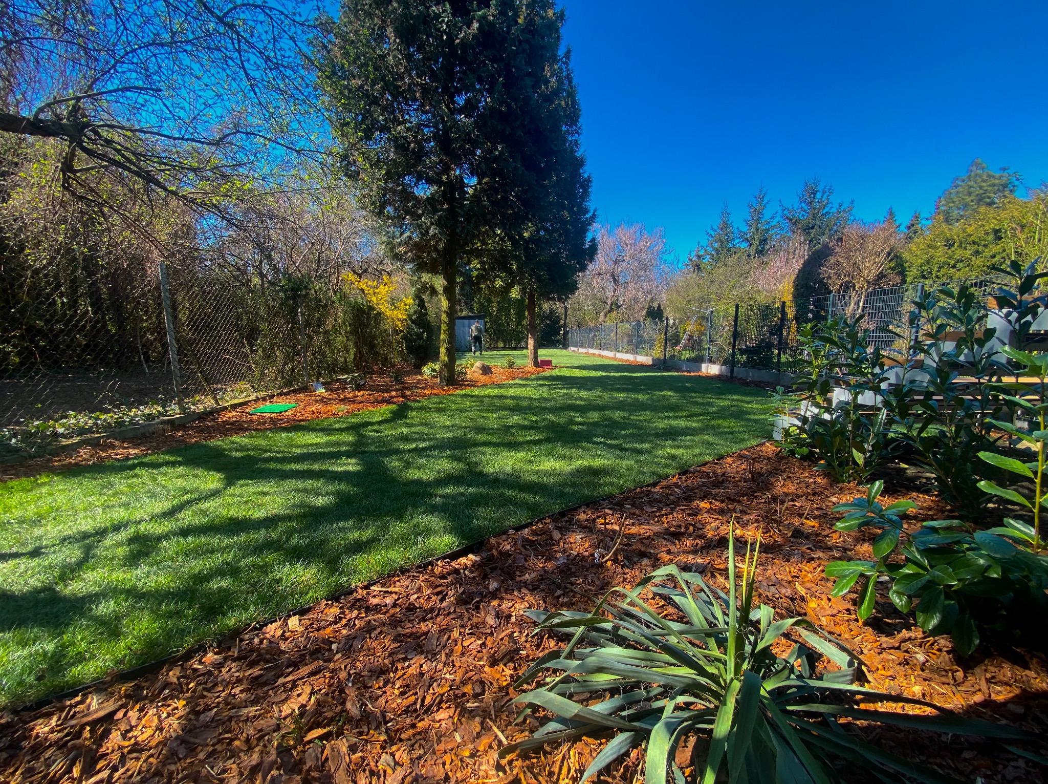 Zadbany trawnik z nową trawą i korą drzewną, otoczony siatką ogrodzeniową. W tle widoczny pracownik w ogrodzie. Słoneczny dzień, błękitne niebo.