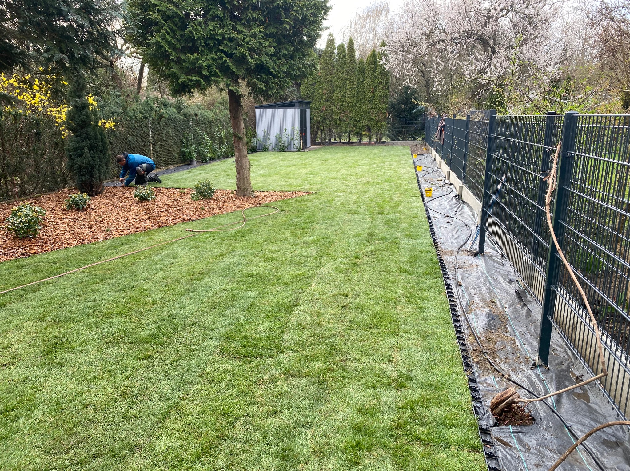 Ułożony trawnik z rolki, obrzeża trawnikowe wzdłuż ogrodzenia, pracownik układa korę wokół krzewów, w tle domek narzędziowy i drzewa.