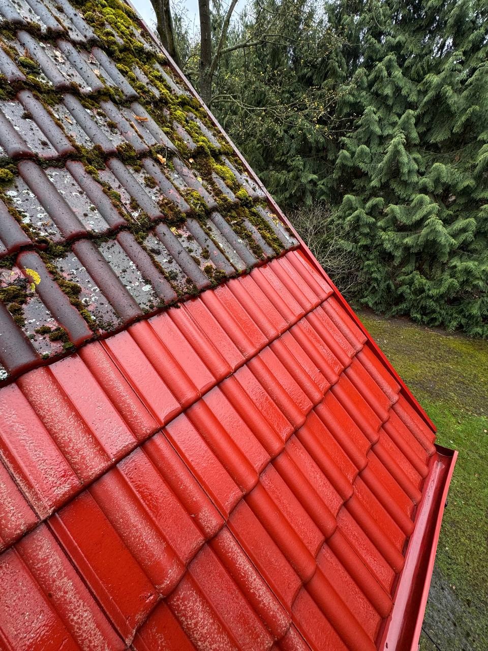 Częściowo odnowiony dach z czerwonej dachówki. Połowa dachu pokryta mchem, druga połowa po malowaniu w jaskrawym czerwonym kolorze. Widoczne rynny.