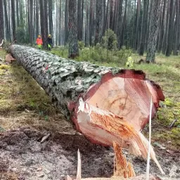 Ścięte drzewo w lesie z widocznymi śladami cięcia i dwoma pracownikami w odblaskowych ubraniach w tle.