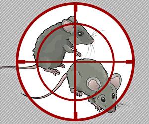 Deratyzacja, dezynfekcja, dezynsekcja