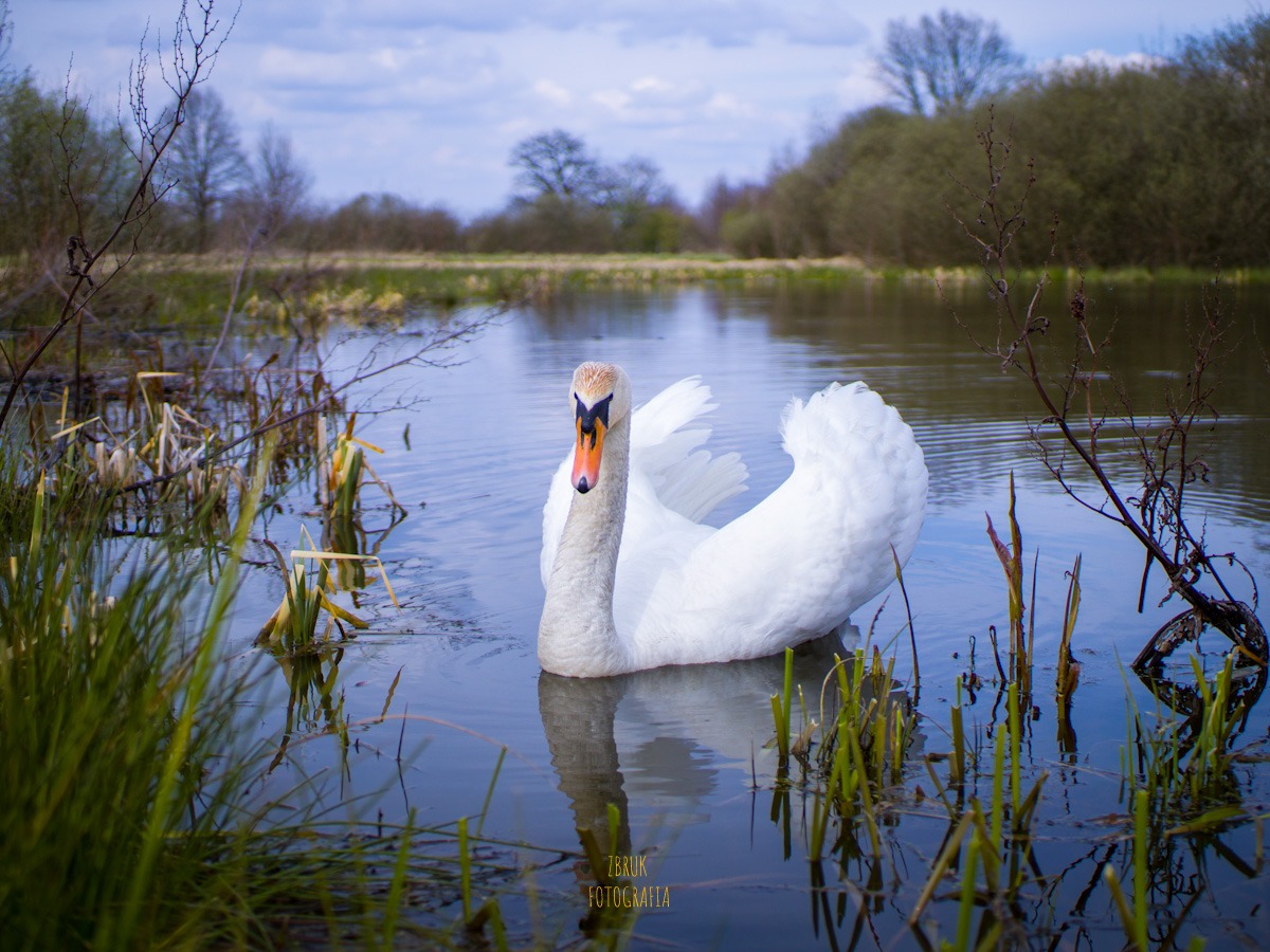 Biały łabędź z pomarańczowym dziobem na spokojnej wodzie, otoczony zielenią i suchymi gałęziami, odbity w tafli jeziora pod błękitnym niebem.