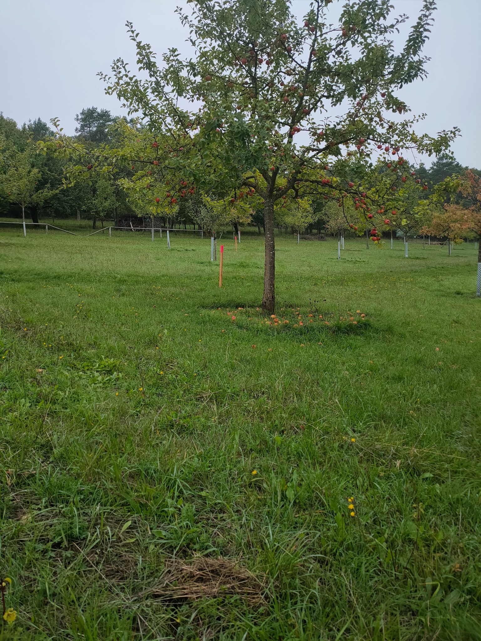 Sad jabłoni z czerwonymi owocami, wyznaczony pomarańczowym palikiem geodezyjnym, na tle zielonej trawy i innych drzew. Pochmurny dzień.