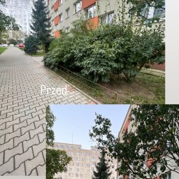 Eko Błysk Nataliia Gosiewska - Zdjęcie 'przed i po' koszenia krzewów przy bloku mieszkalnym. Widoczny uporządkowany teren zielony i chodnik z kostki brukowej. Ujęcie z perspektywy przechodnia.
