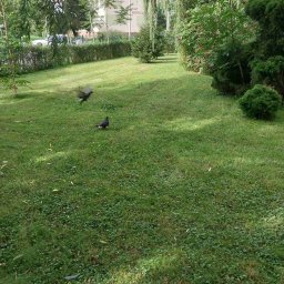 Eko Błysk Nataliia Gosiewska - Zadbany trawnik z dwoma gołębiami, jeden w locie, drugi na ziemi, w tle budynek mieszkalny i drzewa.