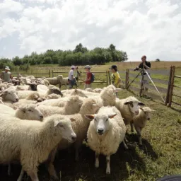 Grupa dzieci i dorosłych obserwuje stado owiec na pastwisku za drewnianym ogrodzeniem podczas słonecznego dnia.