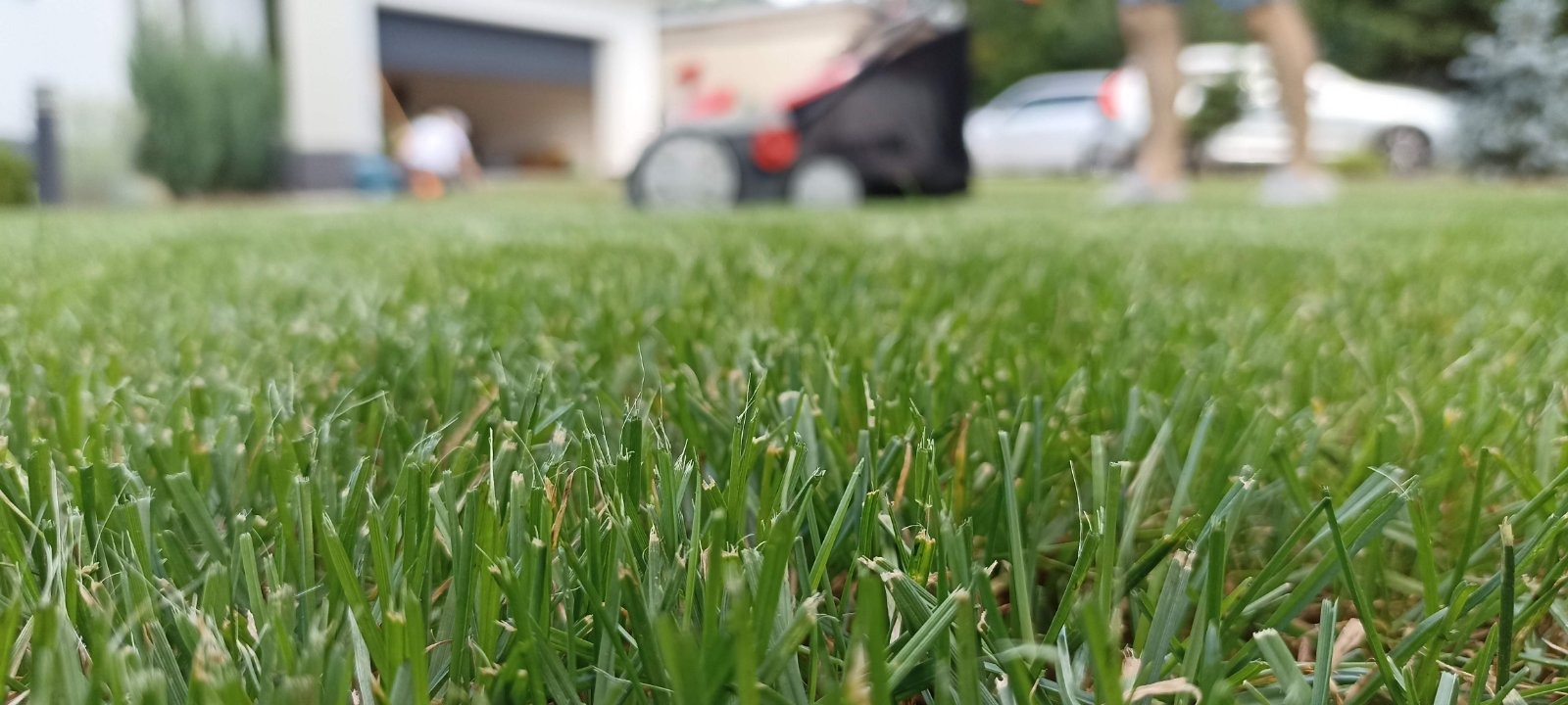 Nisko kątowe ujęcie trawnika z widocznymi źdźbłami trawy na pierwszym planie, w tle rozmyta kosiarka i fragment domu z garażem.