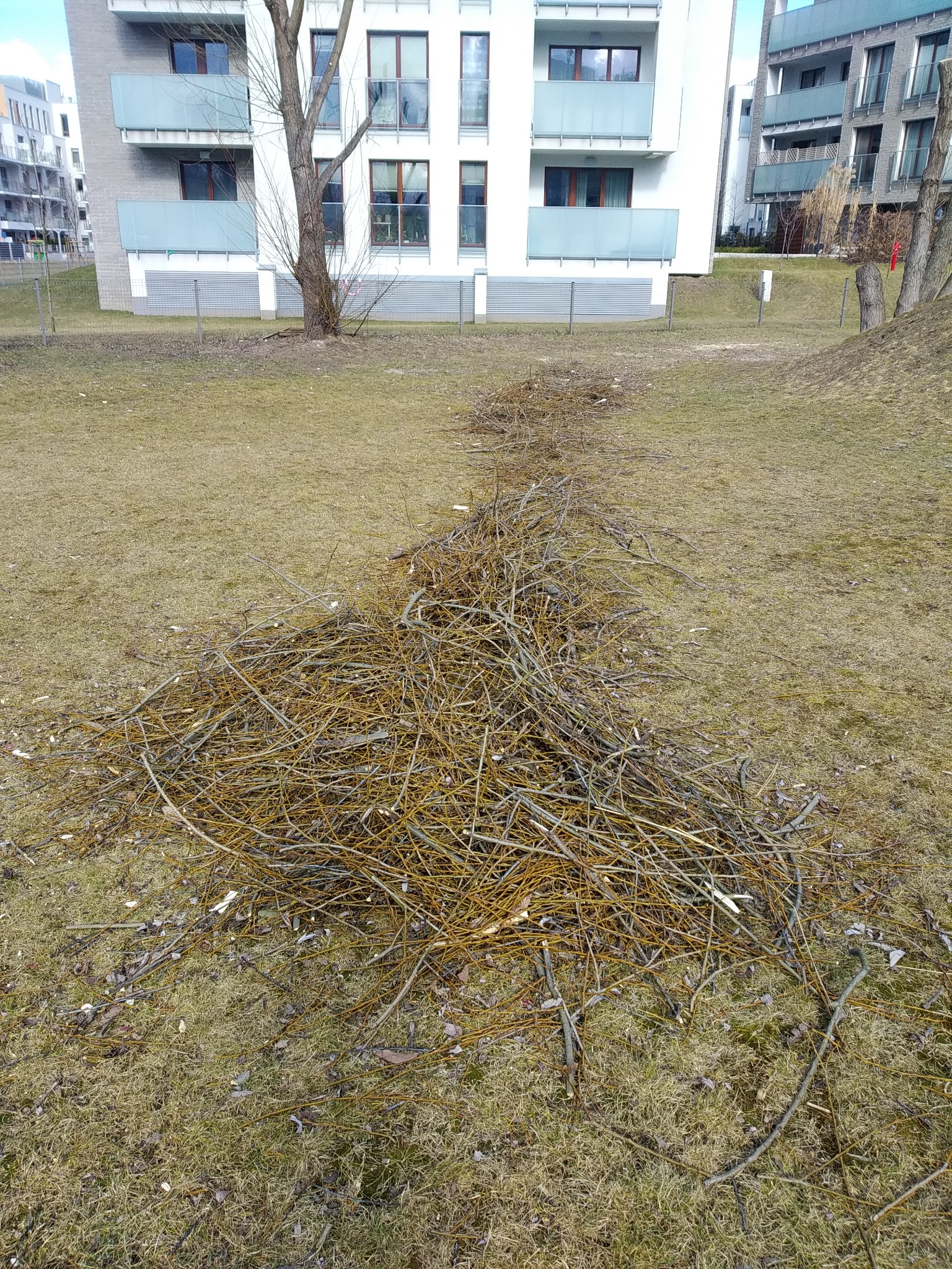 Stos gałęzi i patyków na trawniku przed budynkiem mieszkalnym z balkonami.