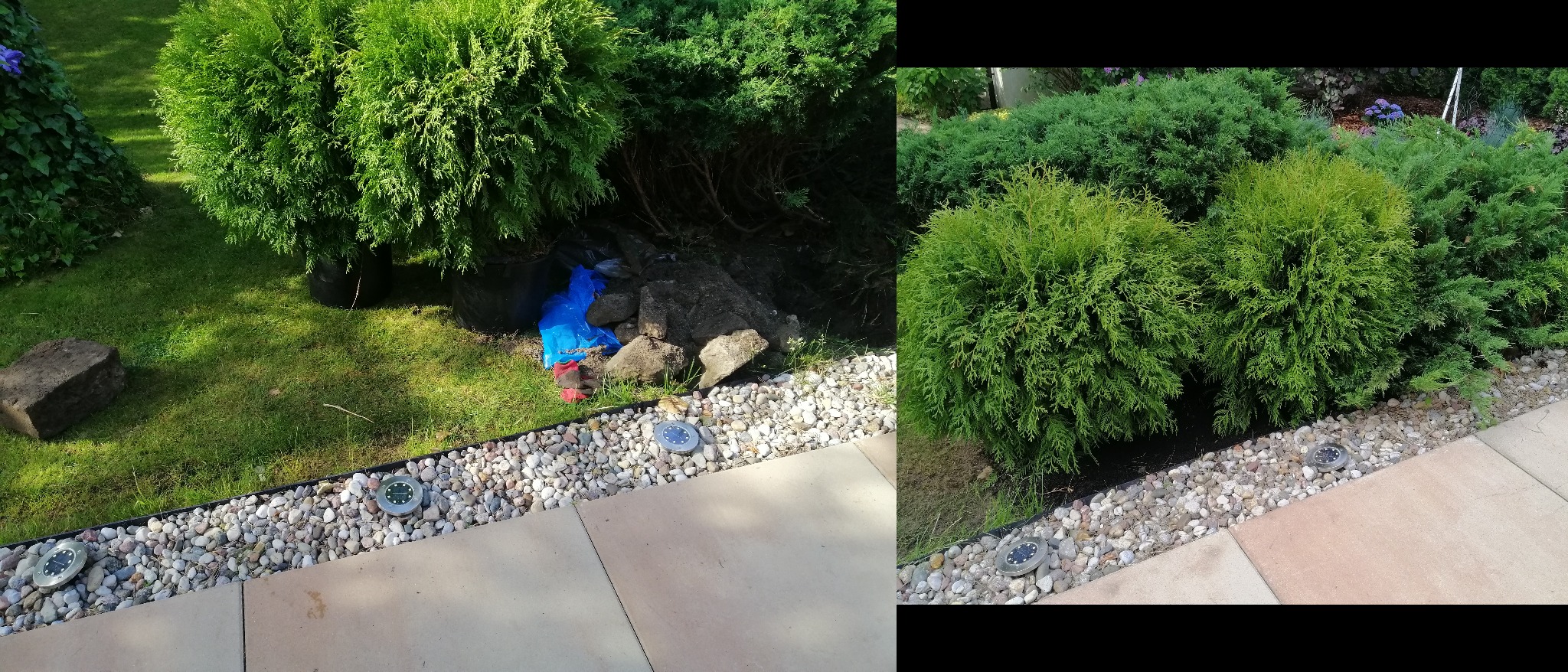Fragment ogrodu z kulistymi tujami posadzonymi wzdłuż kamiennego chodnika, widoczne lampy solarne i pozostałości po pracach ziemnych: kamienie, niebieska folia i rękawice.