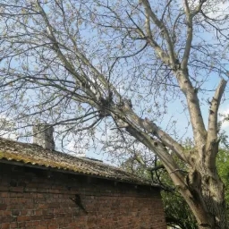 Drzewo z przyciętymi konarami nachylone nad ceglanym budynkiem z mchem na dachu, widoczne wiosenne pąki na gałęziach i fragment błękitnego nieba.