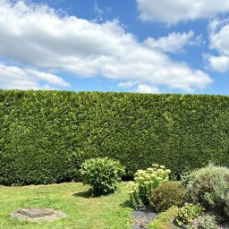 Trawa z rolki Hażlach 1