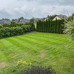 twoj ogrod uslugi ogrodnicze i odsniezania dachowe michal pupek - Równomiernie skoszony trawnik z widocznymi pasami, otoczony żywopłotem z tui i kwitnącą lawendą, na tle domów jednorodzinnych pod pochmurnym niebem.