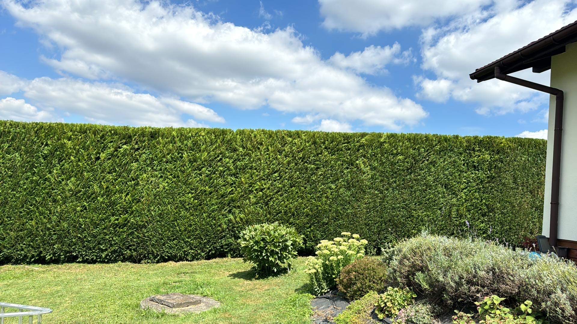 Gęsty, równo przycięty żywopłot z tui szmaragd na tle błękitnego nieba z białymi chmurami, widok z ogrodu.