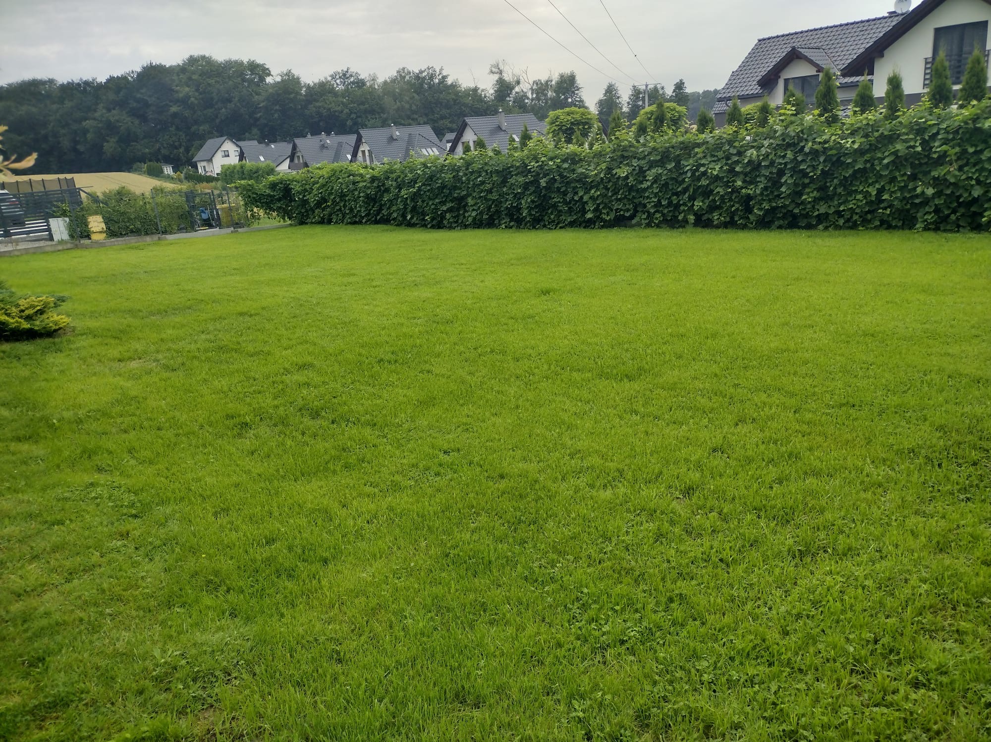 Rozległy trawnik z równo przystrzyżoną trawą przed żywopłotem i rzędem domów w tle, pochmurne niebo.