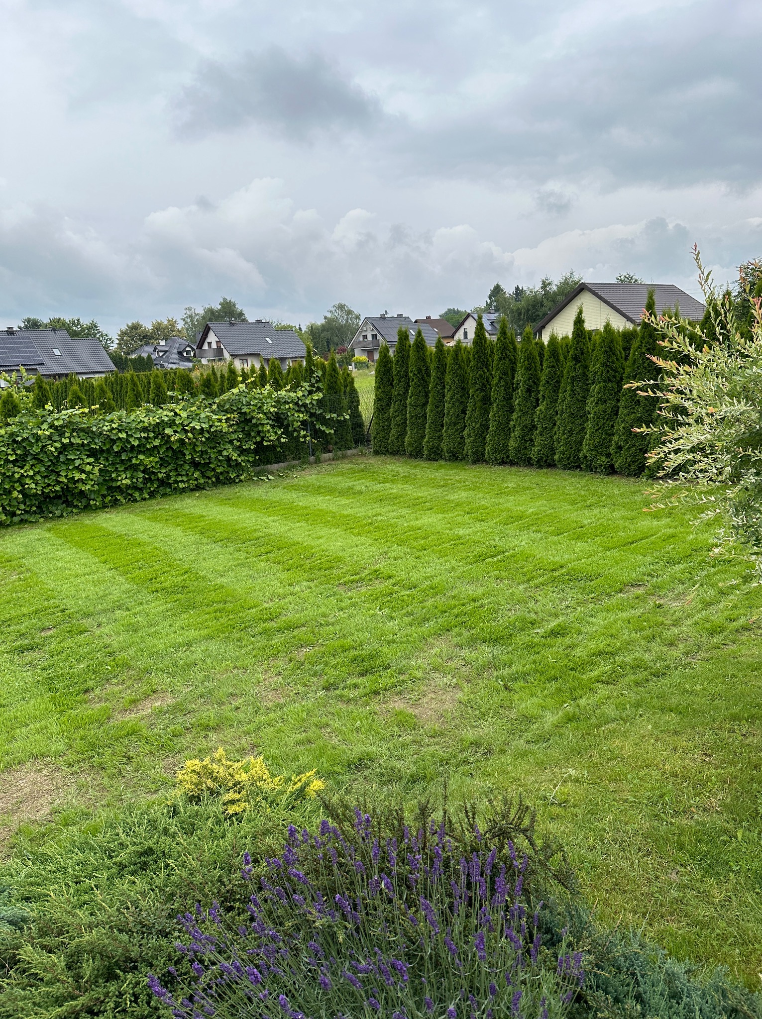 Równomiernie skoszony trawnik z widocznymi pasami, otoczony żywopłotem z tui i kwitnącą lawendą, na tle domów jednorodzinnych pod pochmurnym niebem.