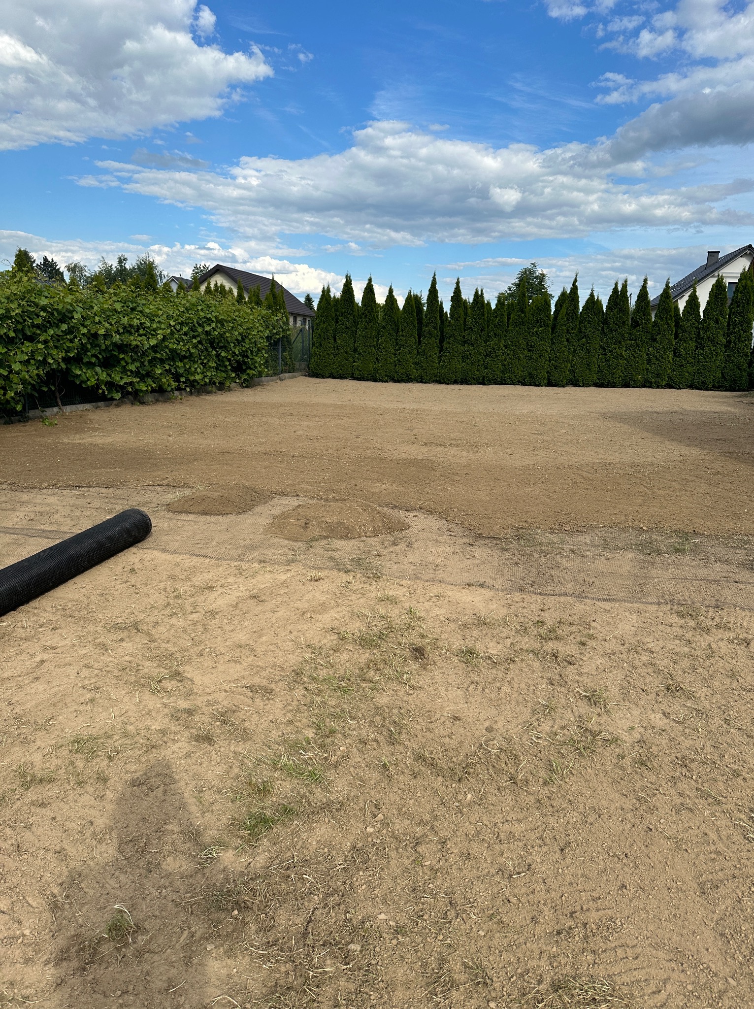 Przygotowany teren pod trawnik z rolki, widoczna siatka wzmacniająca i zwinięta rolka w tle, obrzeża obsadzone tujami.