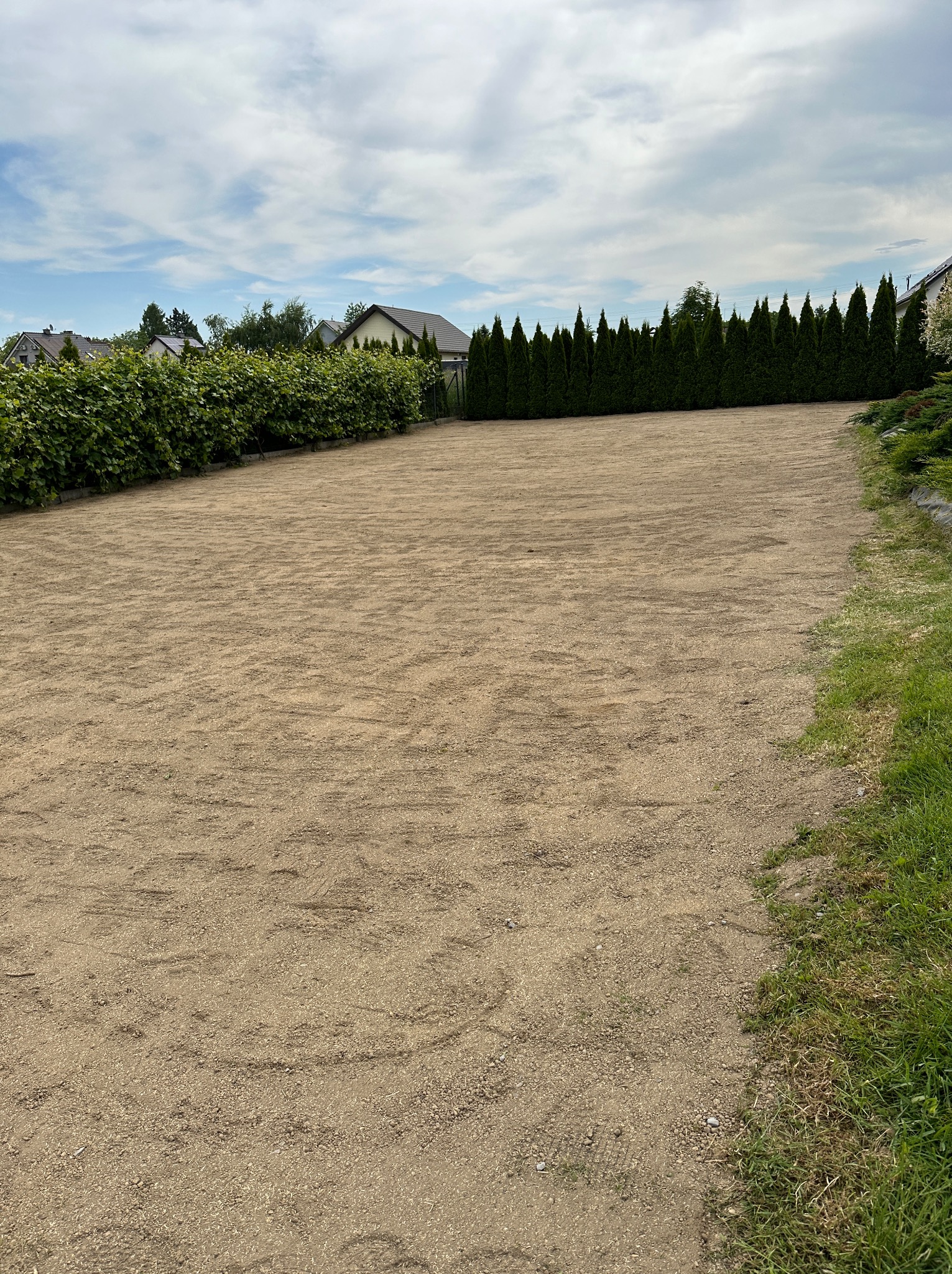 Przygotowany teren pod trawnik, wyrównana powierzchnia ziemi otoczona żywopłotem z tui i krzewów liściastych.