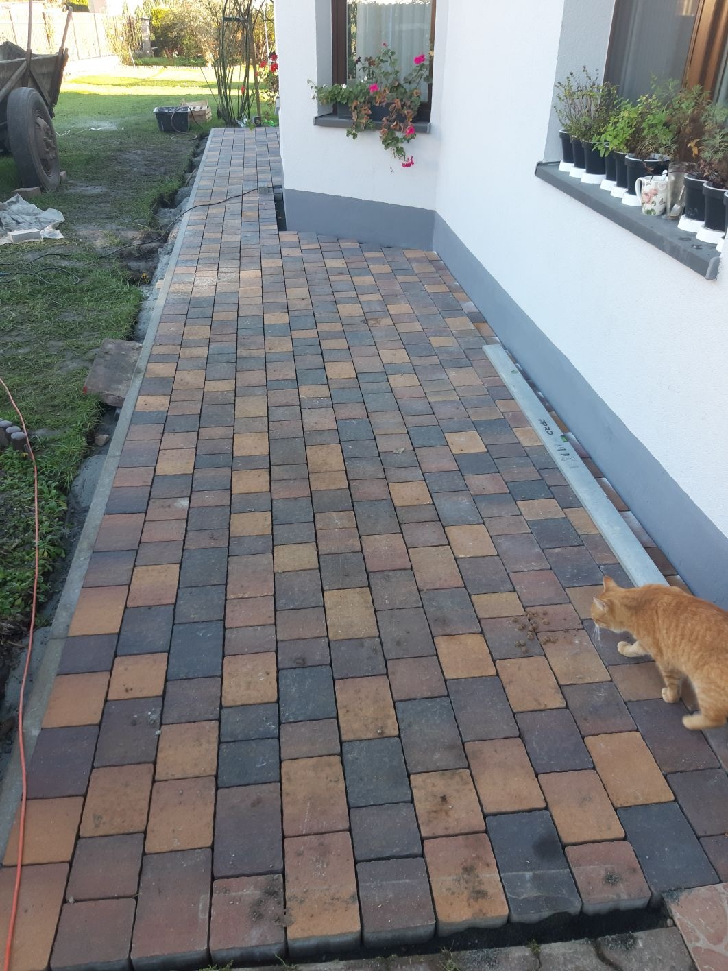 Nowo ułożony chodnik z kostki brukowej w odcieniach brązu i szarości prowadzący wzdłuż białej ściany domu z kwiatami w oknie, z rudym kotem w prawym dolnym rogu.