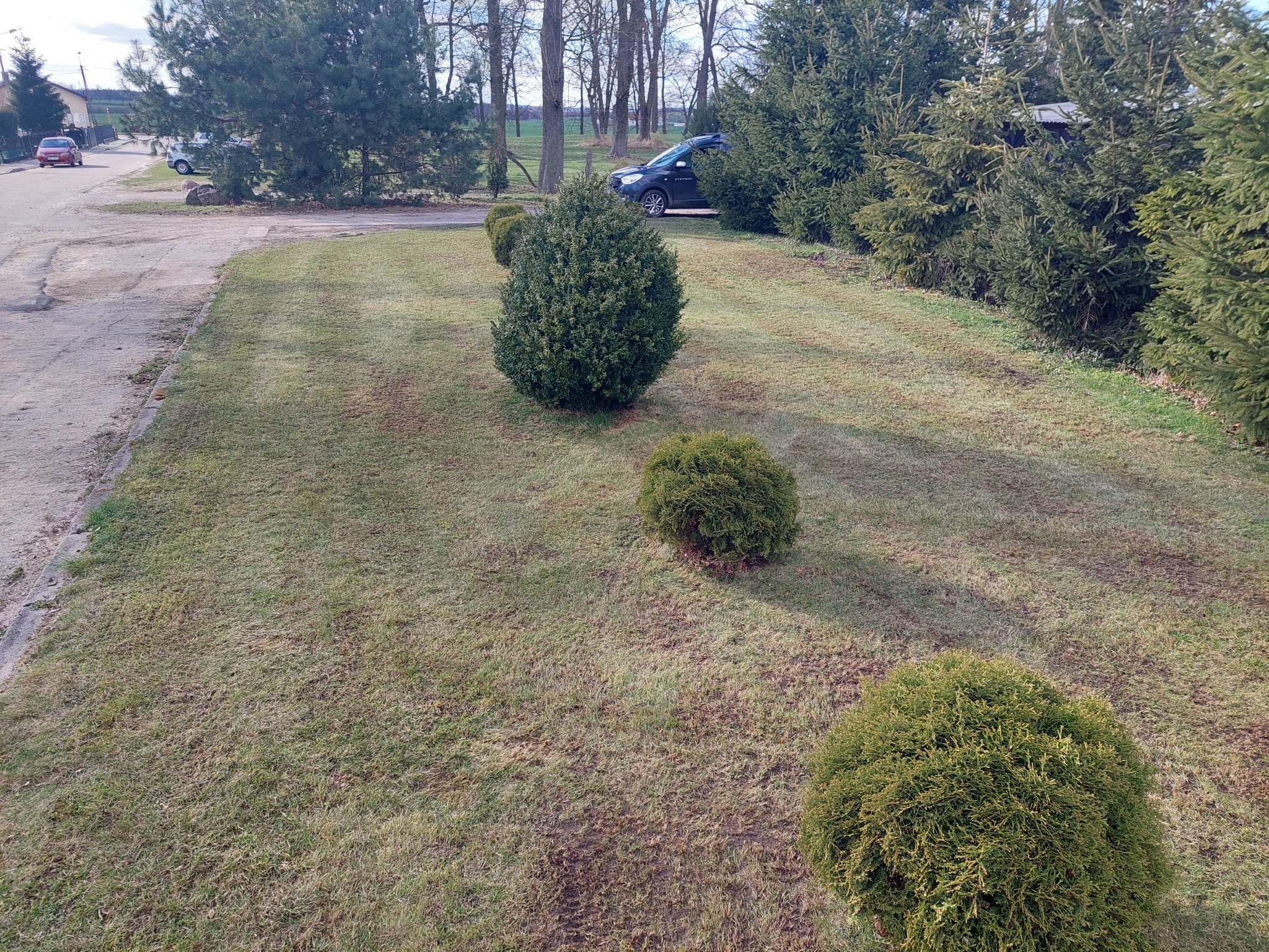 Trawnik po wertykulacji z widocznymi śladami po zabiegu, trzy okrągłe krzewy ozdobne w rzędzie, samochód i drzewa w tle.