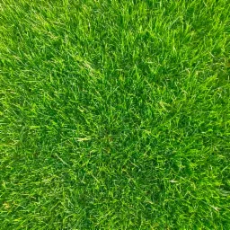 Gęsta, intensywnie zielona murawa z bliska, z widoczną fakturą pojedynczych źdźbeł trawy.