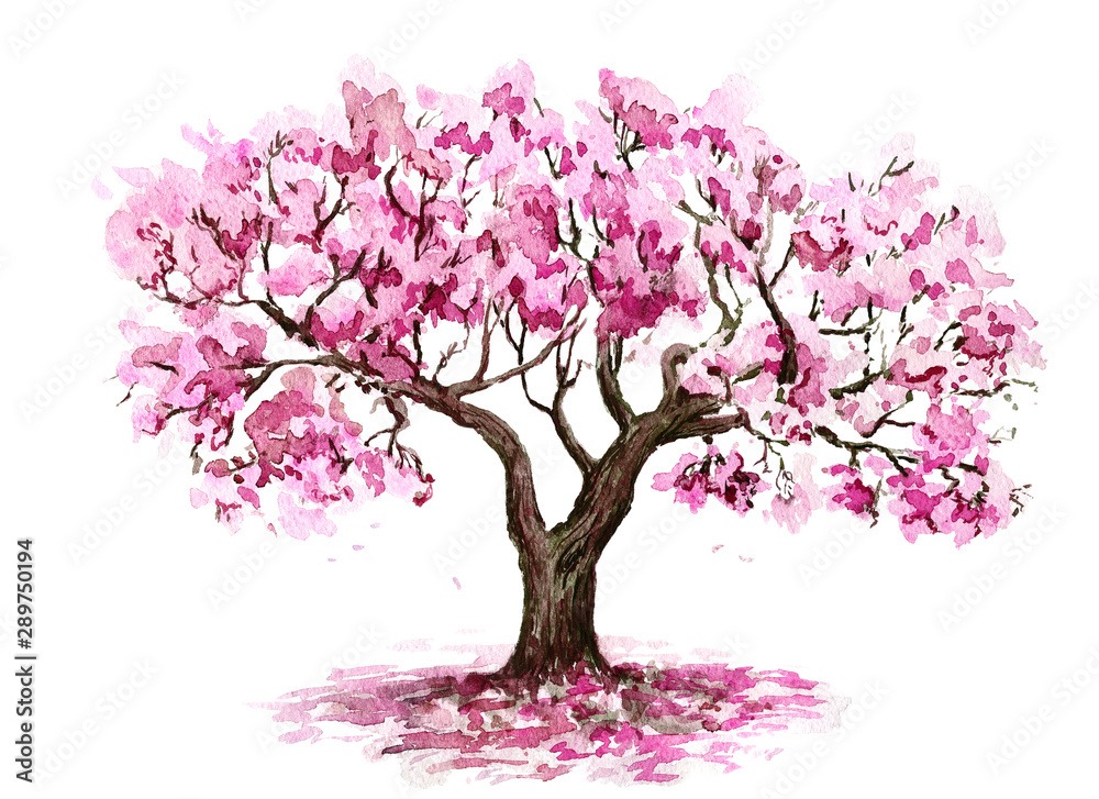 Akwarela przedstawiająca kwitnącą wiśnię z różowymi kwiatami na białym tle.
