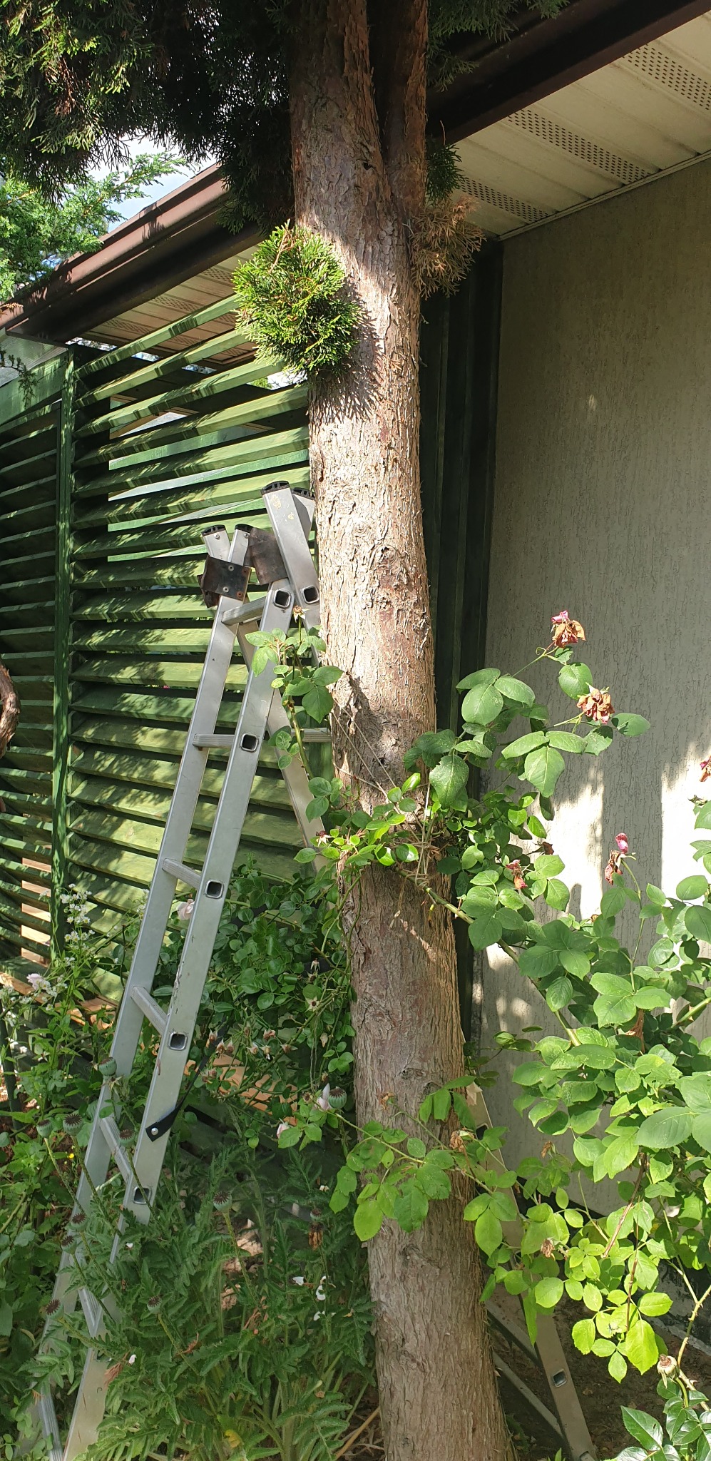 Drabina oparta o pień drzewa iglastego w ogrodzie, widoczne rośliny i fragment drewnianego ogrodzenia lamelowego.
