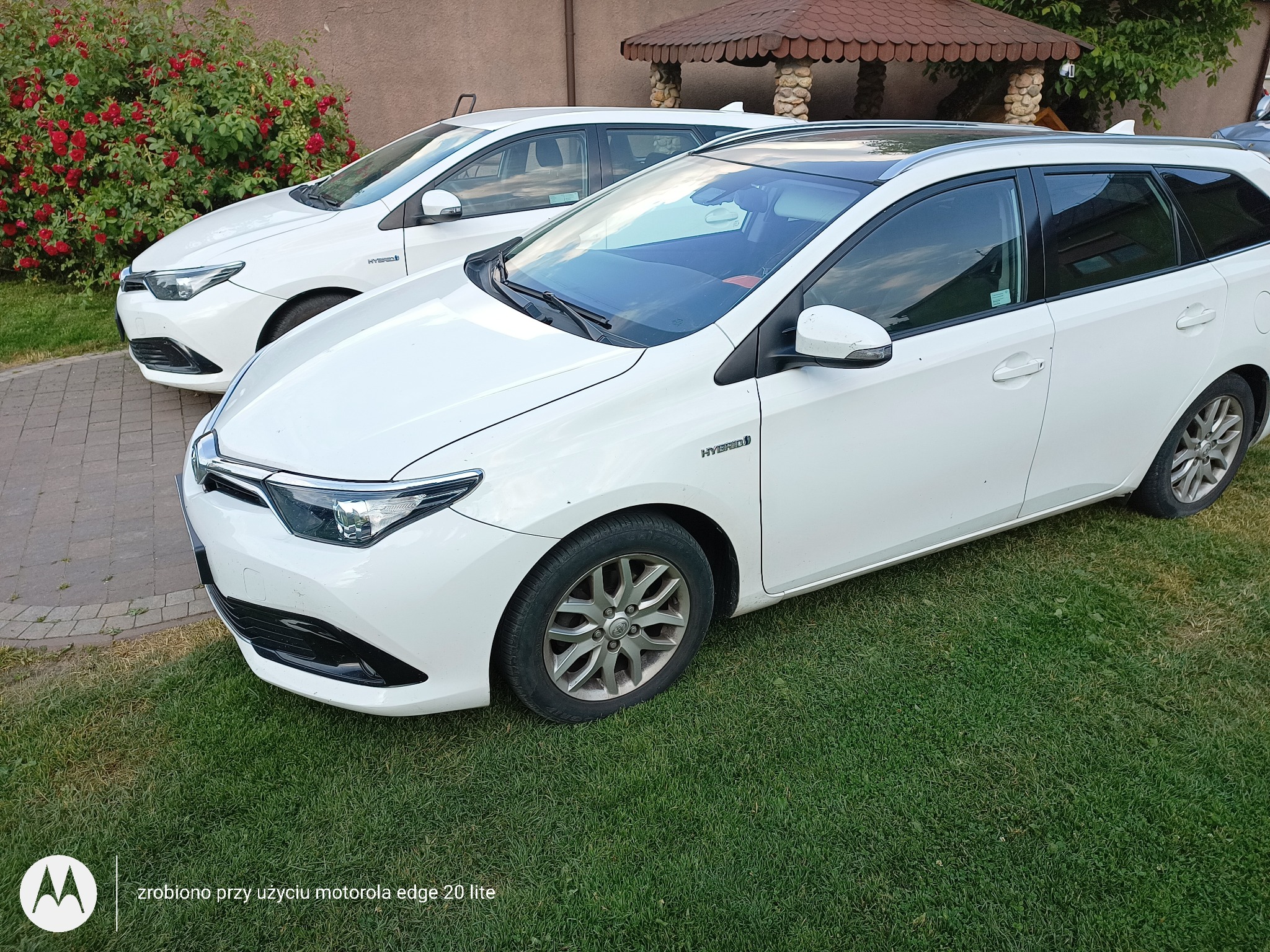 Dwa białe samochody hybrydowe Toyota Auris zaparkowane na trawniku przed budynkiem z czerwonymi różami w tle.