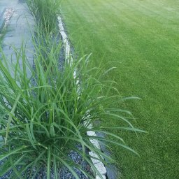 HYDRO DACH Dachy Płaskie, Dachy zielone, Pielęgnacja ogrodów SERWIS - Równy trawnik sąsiadujący z rabatą z ozdobnych traw obsypaną szarym grysem, oddzieloną kamiennym obrzeżem, w tle rząd tuj wzdłuż ogrodzenia.