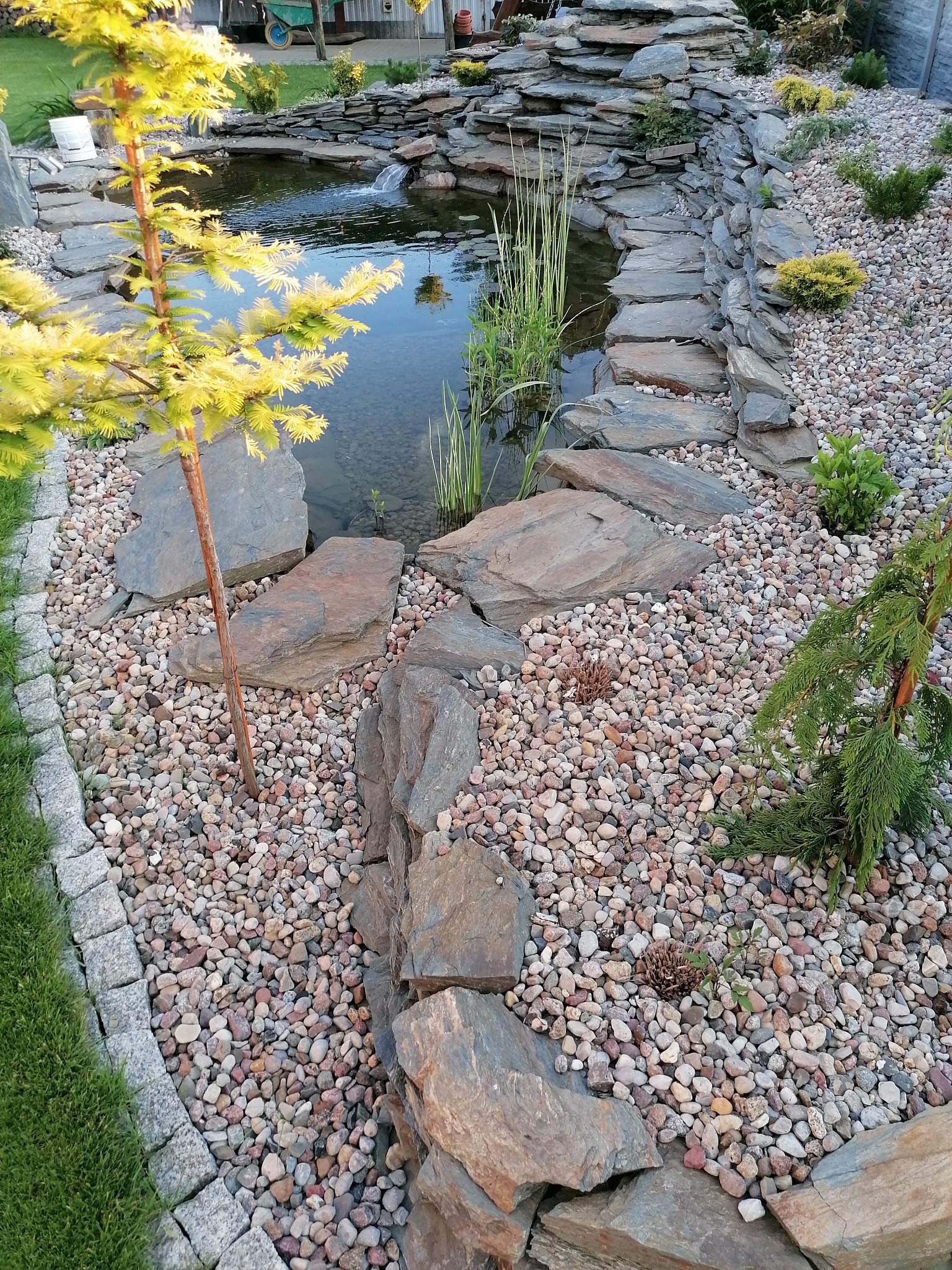 Oczko wodne z kaskadą otoczone kamieniami i roślinami, z młodym złotym cyprysem po lewej stronie i drobnymi kamykami na ziemi.