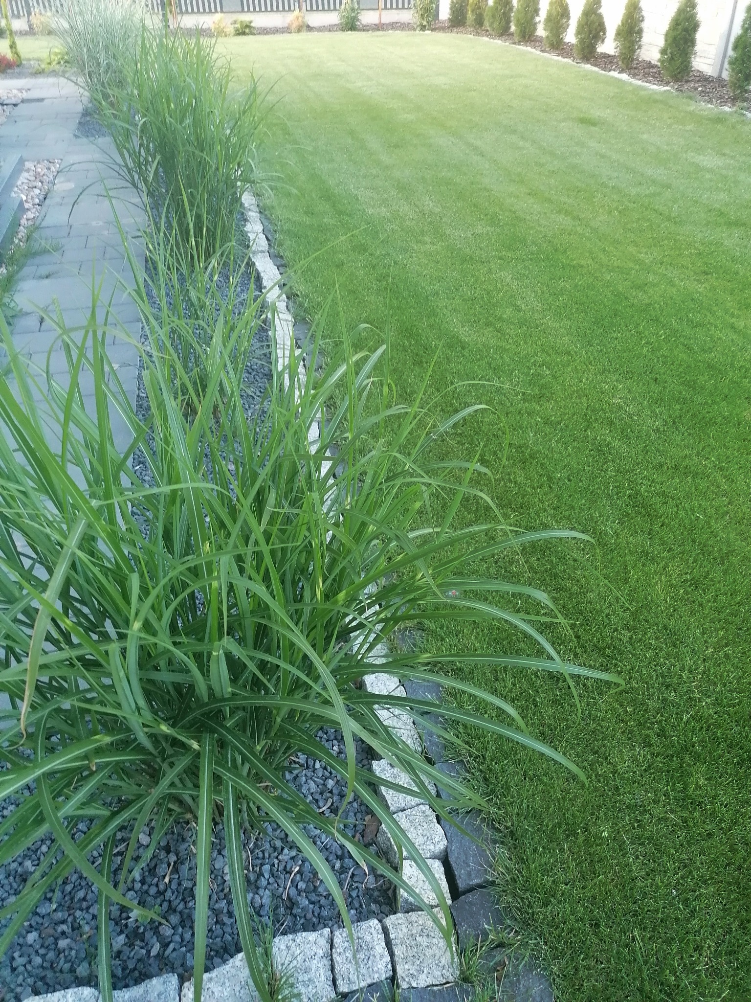 Równy trawnik sąsiadujący z rabatą z ozdobnych traw obsypaną szarym grysem, oddzieloną kamiennym obrzeżem, w tle rząd tuj wzdłuż ogrodzenia.