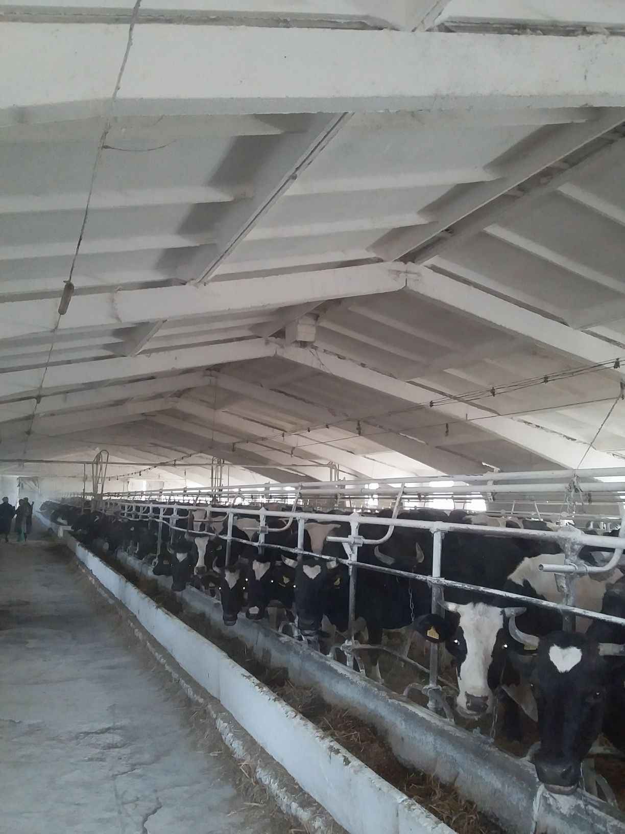 Wnętrze jasnej obory z rzędem krów rasy czarno-białej stojących przy korycie, widok z perspektywy osoby stojącej na posadzce, z widocznymi elementami konstrukcyjnymi dachu.