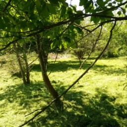 Świeżo skoszona trawa w sadzie owocowym, widok zza gałęzi drzewa.