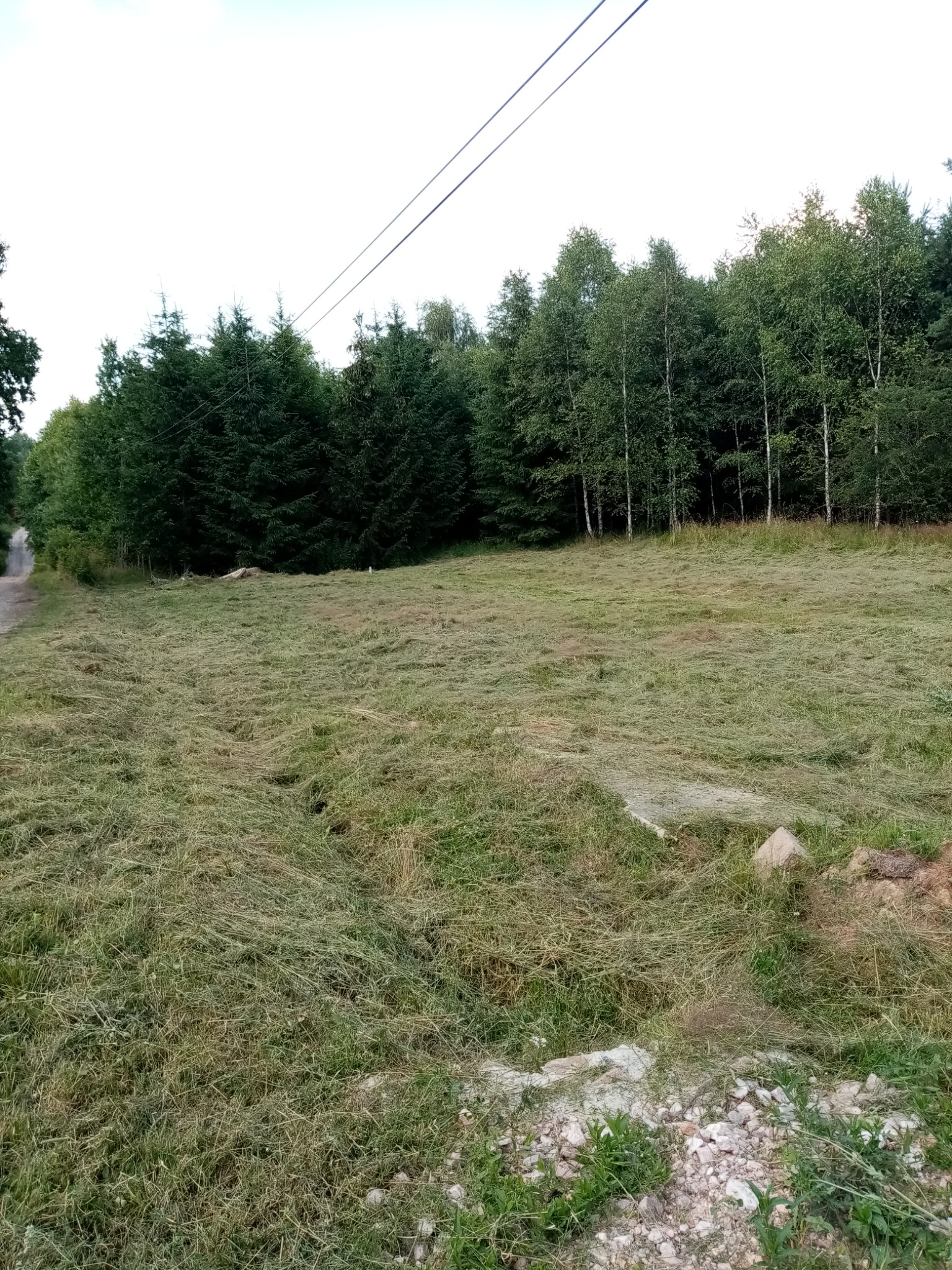 Świeżo skoszona trawa na dużej polanie, widoczne ślady po kosiarce, w tle las mieszany z przewagą drzew iglastych.