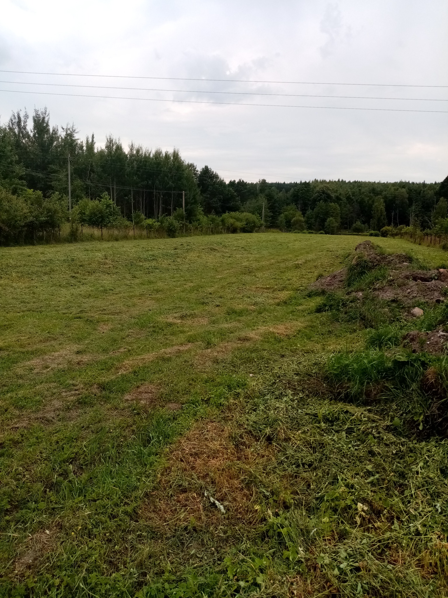 Świeżo skoszone pole trawy z widocznymi resztkami ściętej trawy, w tle las i pochmurne niebo.