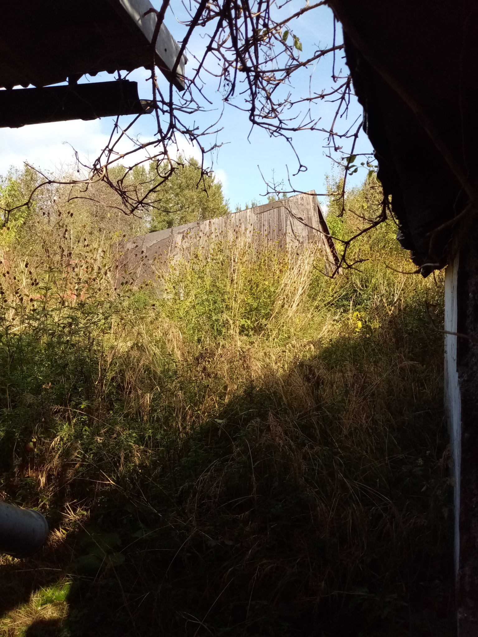 Zarośnięty ogród z widoczną częścią drewnianego budynku, widziany z wnętrza zrujnowanej konstrukcji z fragmentami dachu i gałęzi na pierwszym planie.