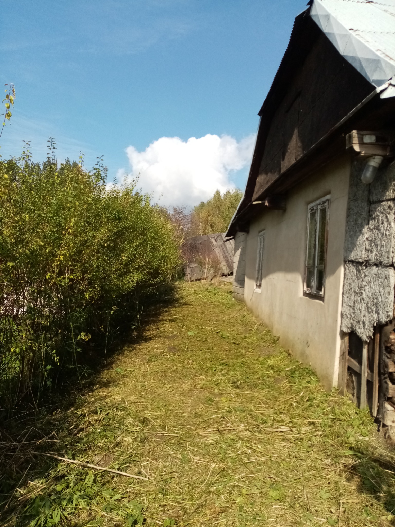 Świeżo skoszony trawnik przy wiejskim domu z obrośniętym krzewami podwórkiem, widoczne ślady koszenia i resztki trawy.