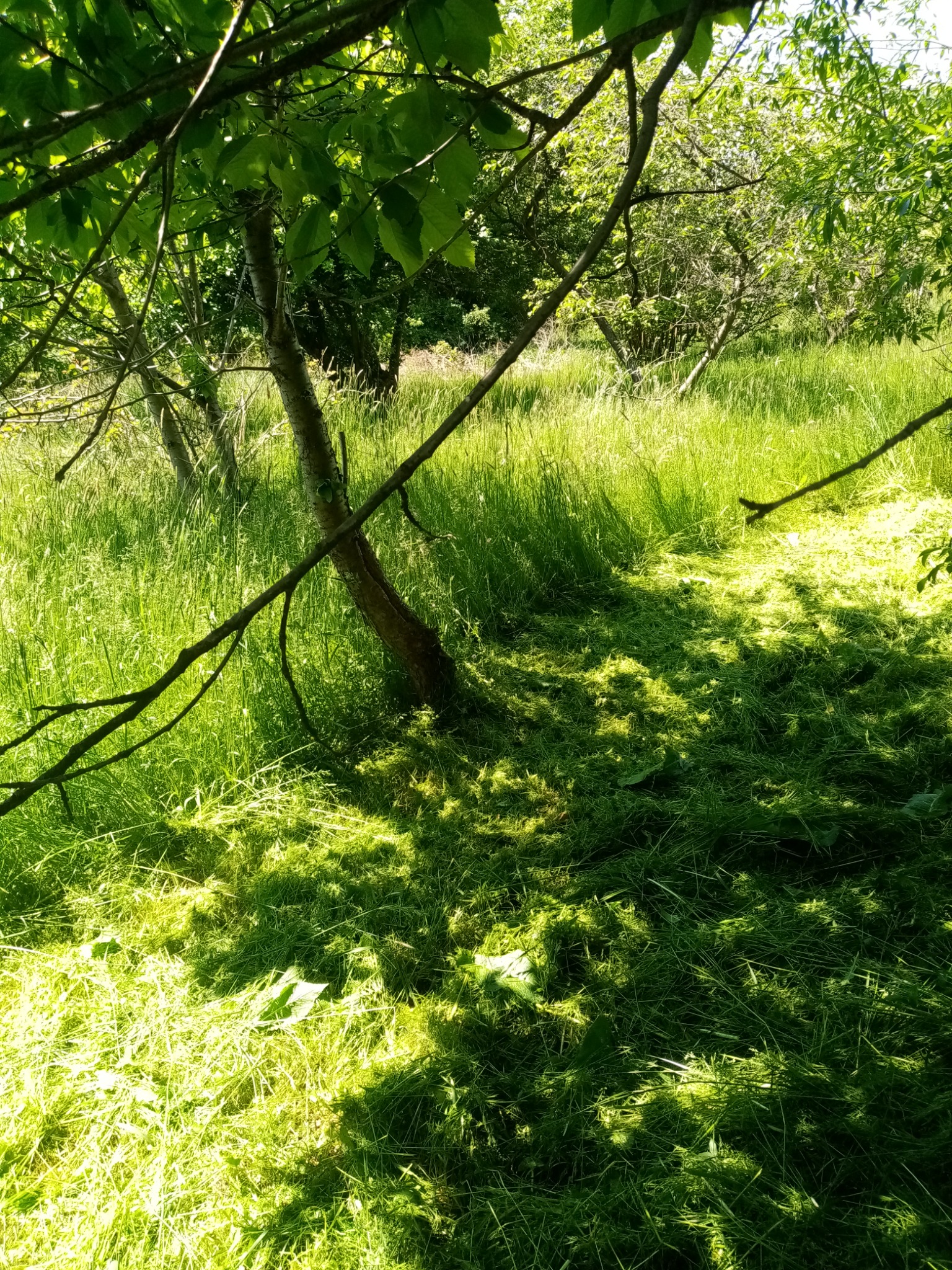 Świeżo skoszona trawa w słoneczny dzień, widoczne ślady po kosiarce, drzewa w tle.