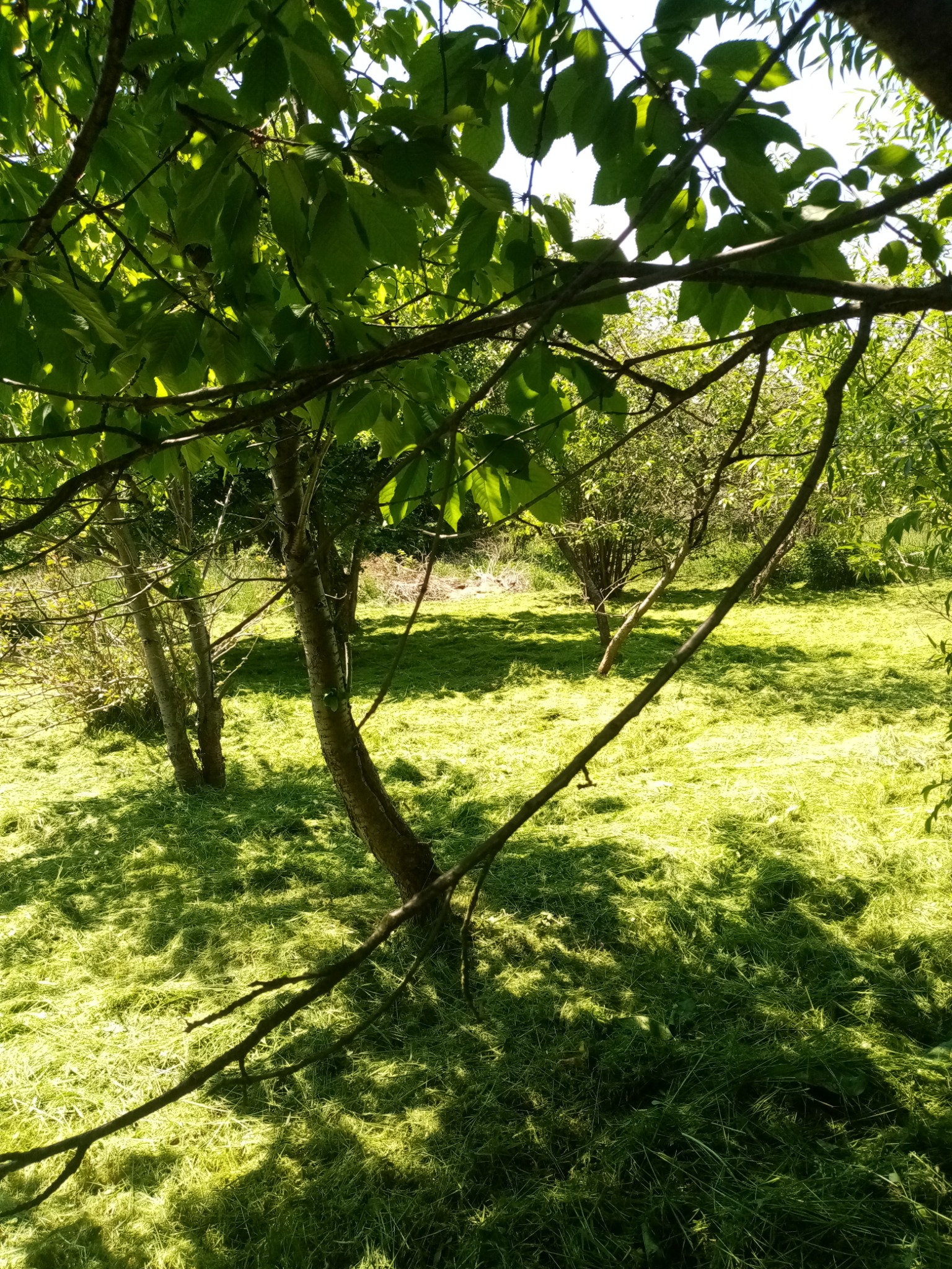 Świeżo skoszona trawa w sadzie owocowym, widok zza gałęzi drzewa.