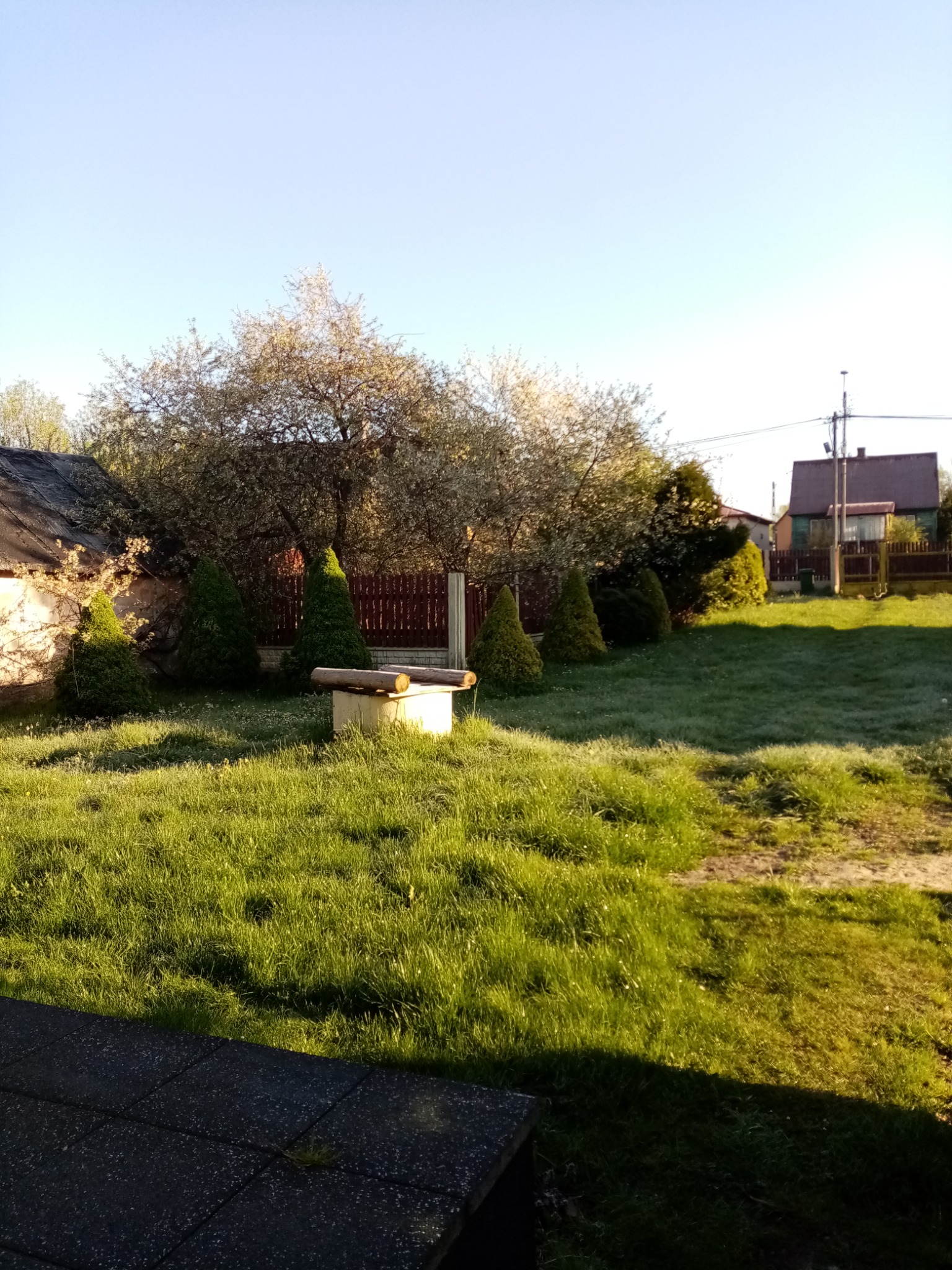 Zadbany ogród z równo przystrzyżonym trawnikiem, niskimi iglakami i kwitnącym drzewem w tle, oświetlony porannym słońcem.