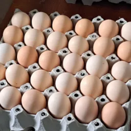 Pełne wytłaczanki z trzydziestoma jasnymi i brązowymi produktami drobiowymi na brązowym drewnianym stole.