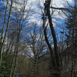 Pracownik w kasku na drabinie przy pniu drzewa, w trakcie wycinki gałęzi piłą spalinową, widok na błękitne niebo zza gałęzi, w tle ogrodzenie i zaparkowany samoch&oacute;d.